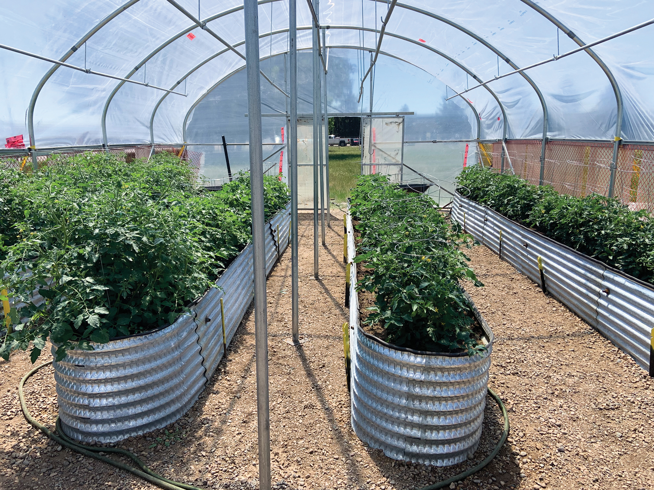 Video Cancarb builds greenhouse, grows veggies for Medicine Hat Food